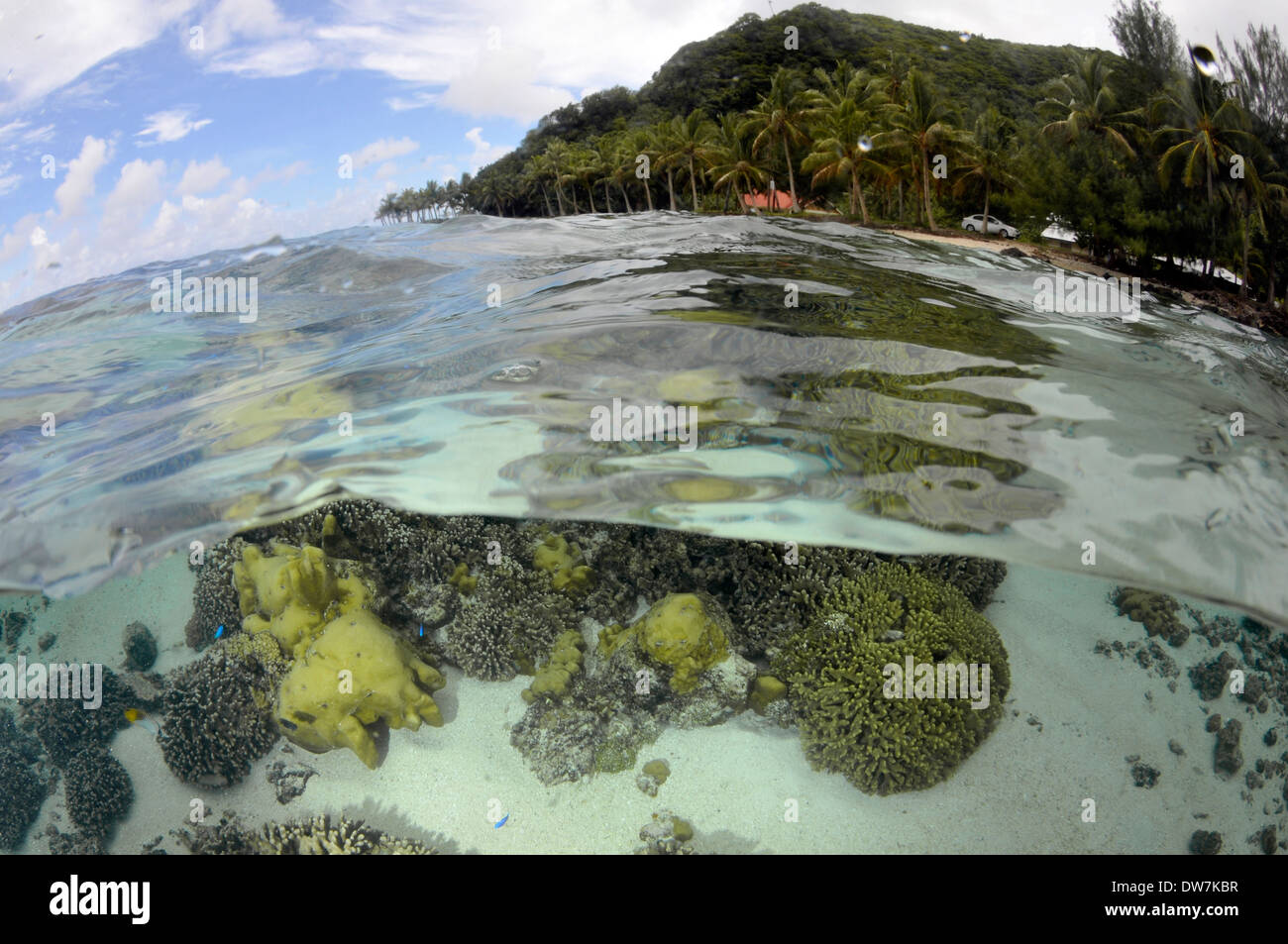 Shallow coral reef with several Acropora and Porites species, Fagaitua Bay, Pago Pago, Tutuila Island, American Samoa Stock Photo