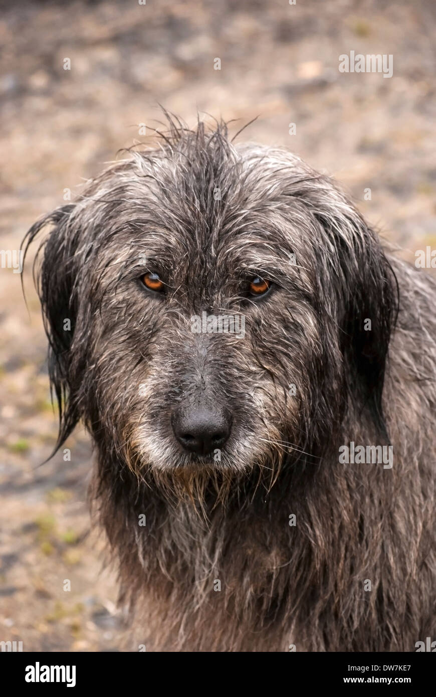 Wet dog head hires stock photography and images Alamy
