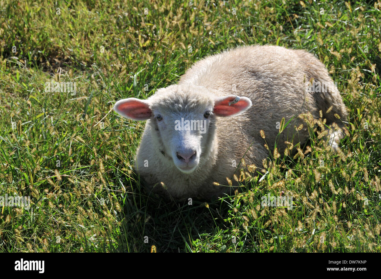 Sheep, goats, lamb Stock Photo Alamy