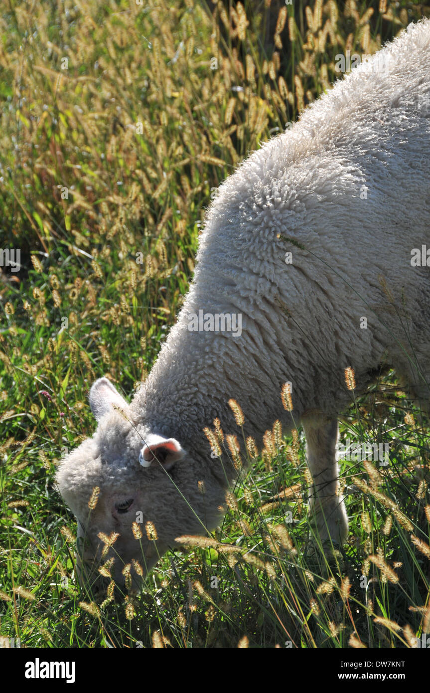 Sheep, goats, lamb Stock Photo Alamy