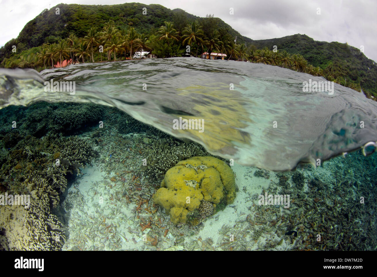 Shallow coral reef with a Porites sp. head, Fagaitua Bay, Pago Pago, Tutuila Island, American Samoa Stock Photo