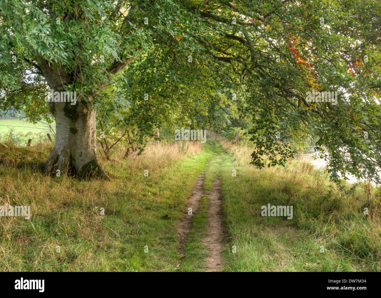 Woodland walk and riverside path Stock Photo