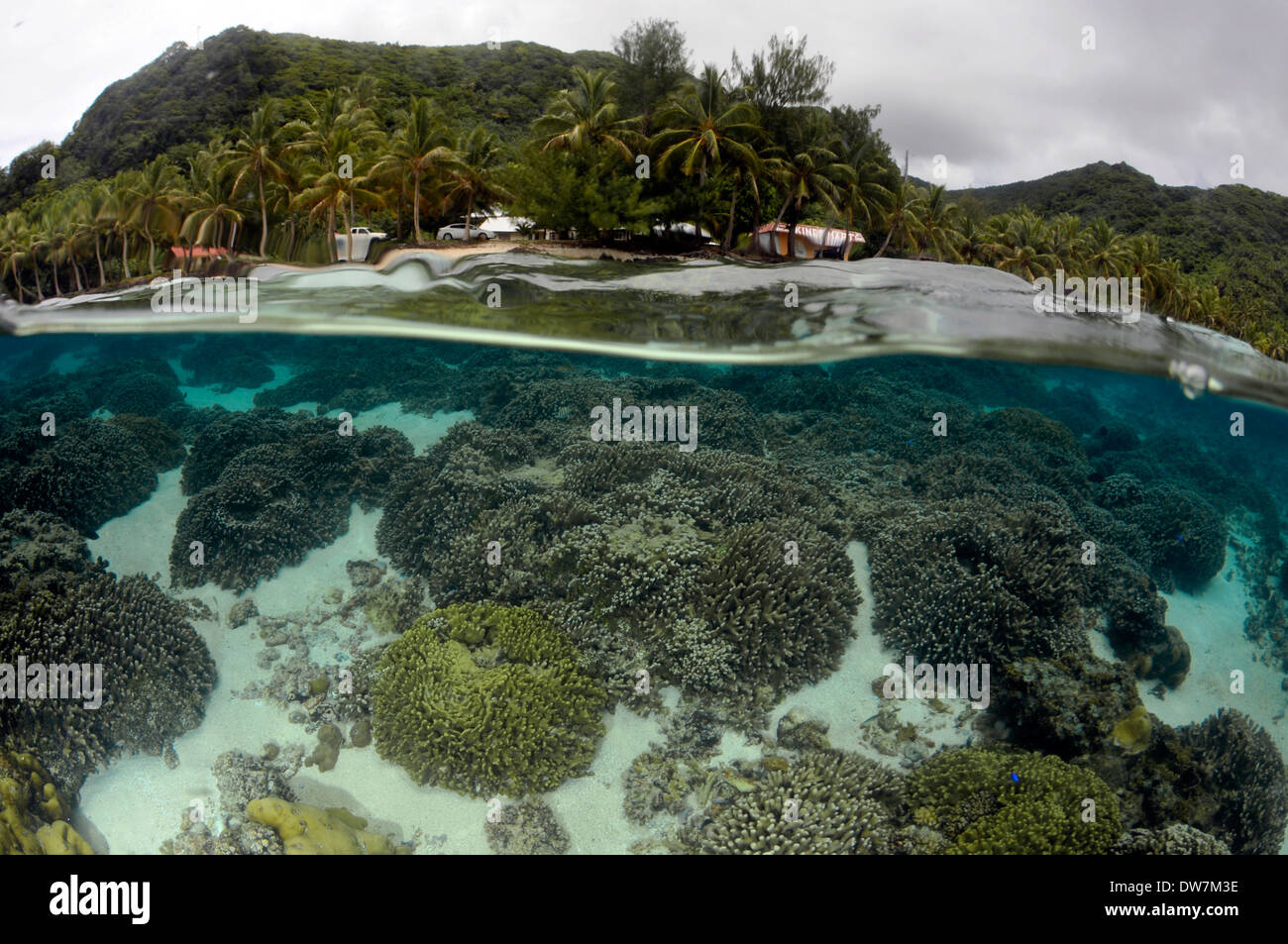 Shallow coral reef with several Acropora species, Fagaitua Bay, Pago Pago, Tutuila Island, American Samoa Stock Photo