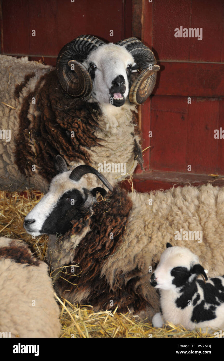 Sheep, goats, lamb Stock Photo Alamy