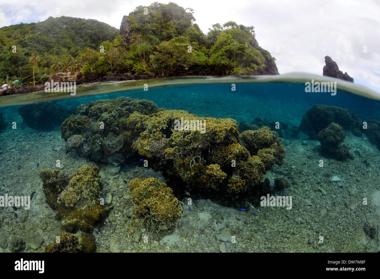 Shallow coral head, possibly with Acropora sp. and Montipora sp., Fagaitua Bay, Pago Pago, Tutuila Island, American Samoa Stock Photo