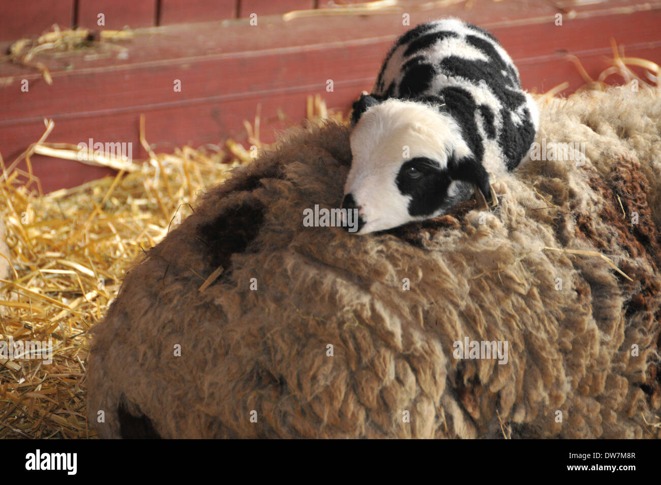 Sheep, goats, lamb Stock Photo Alamy