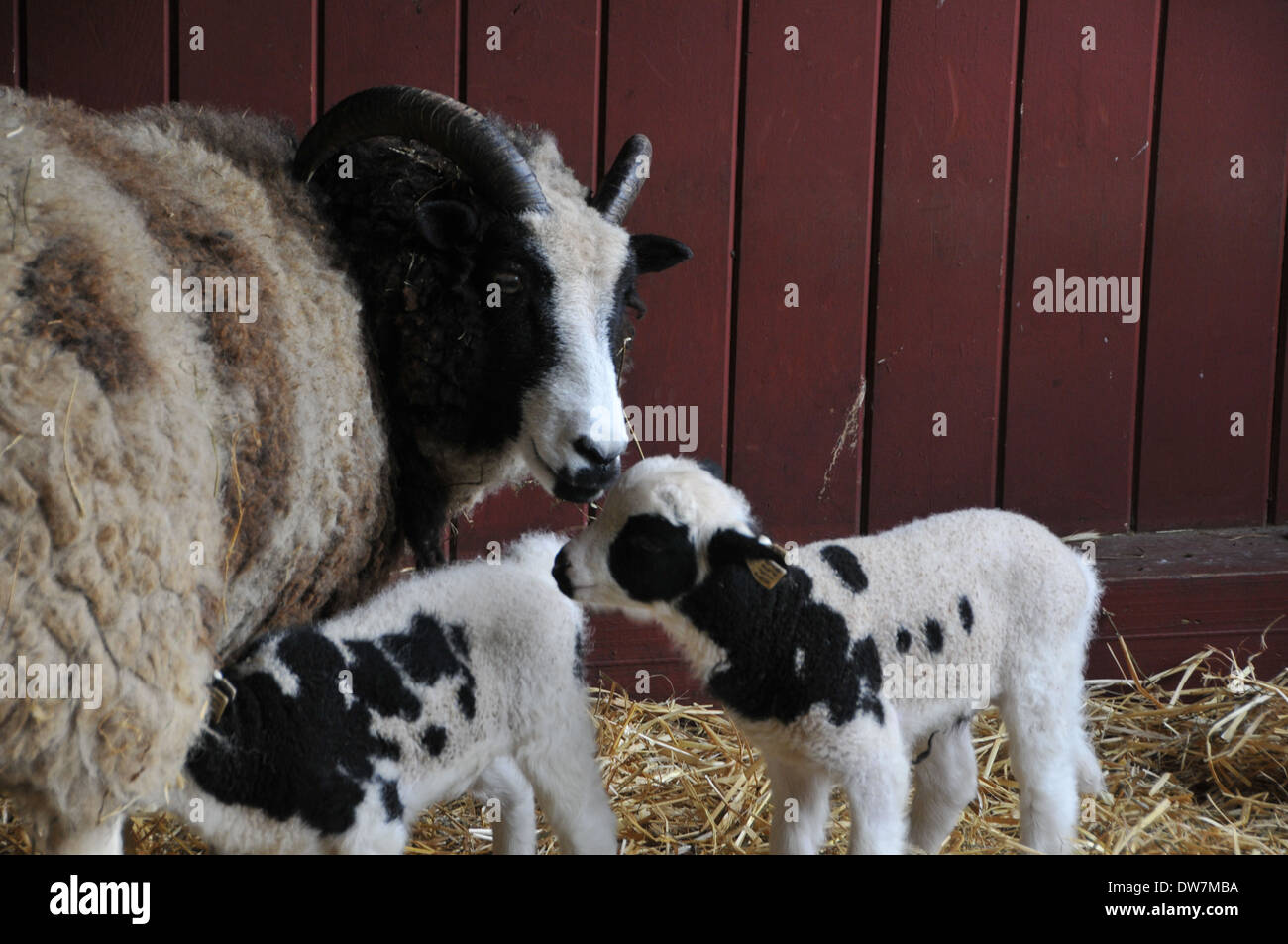Sheep, goats, lamb Stock Photo - Alamy