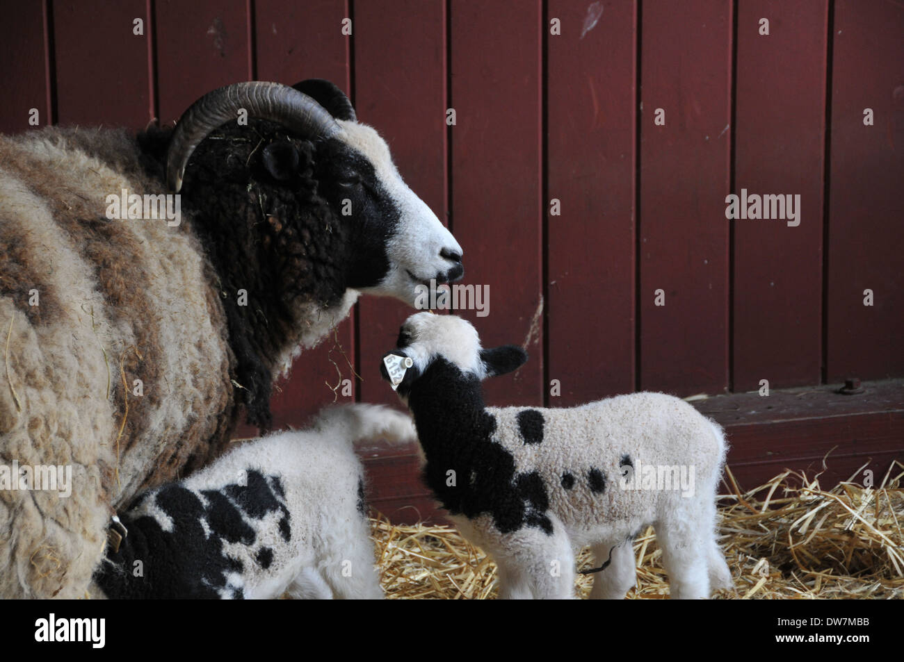 Sheep, goats, lamb Stock Photo Alamy