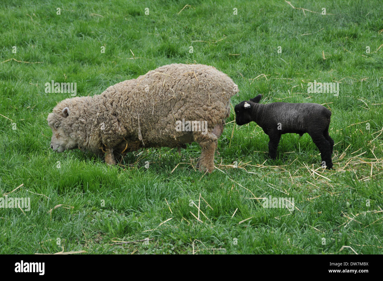 Sheep, goats, lamb Stock Photo Alamy