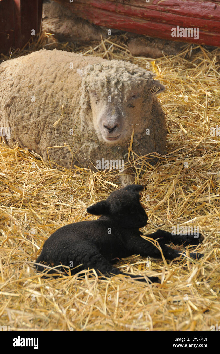 Sheep, goats, lamb Stock Photo Alamy