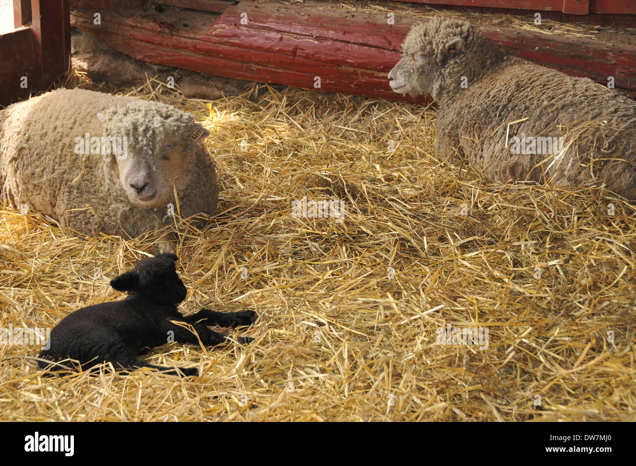 Sheep, goats, lamb Stock Photo Alamy