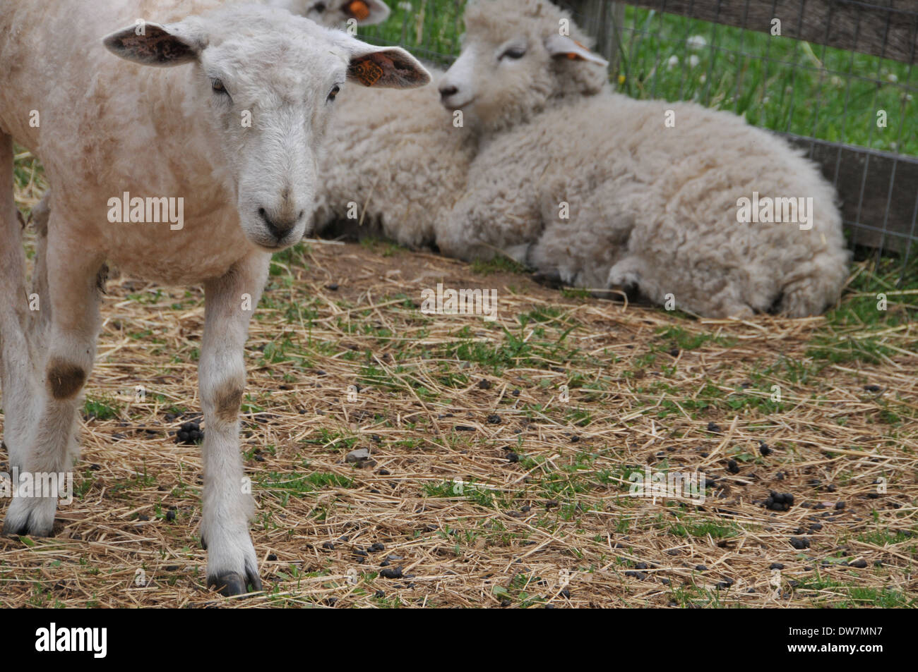 Sheep, goats, lamb Stock Photo Alamy