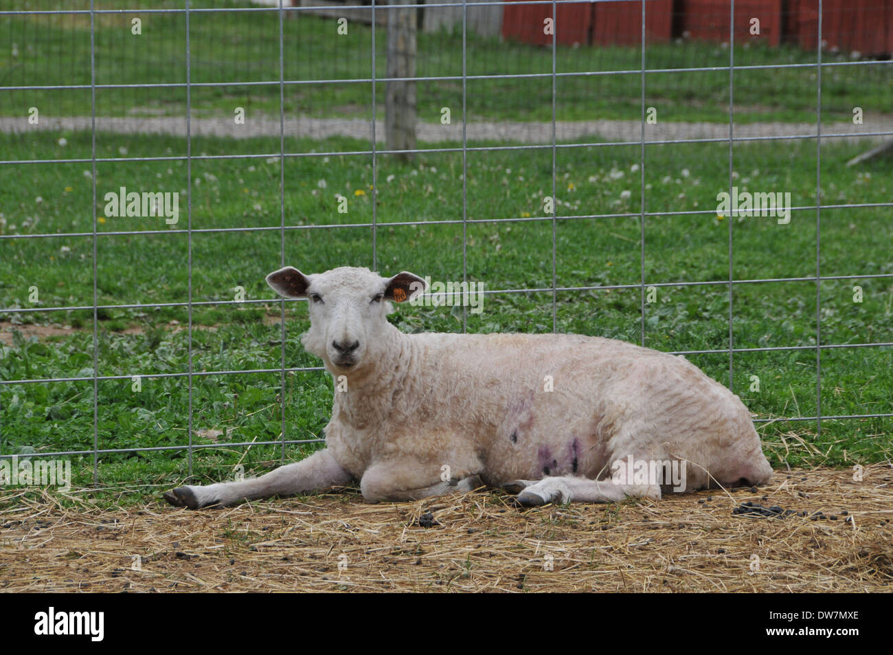 Sheep, goats, lamb Stock Photo Alamy