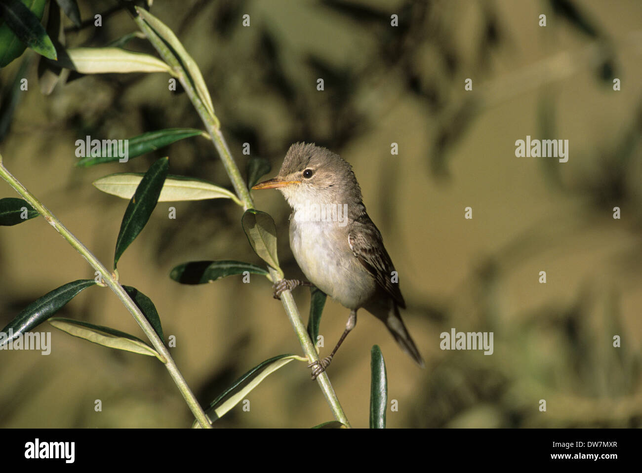 OLIVE-TREE WARBLER (Hippolais olivetorum) adult male in olive tree Lesvos Greece Stock Photo