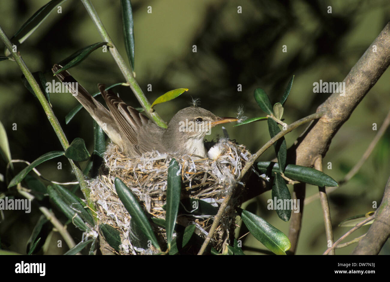 OLIVETREE WARBLER (Hippolais olivetorum) adult female sitting on nest