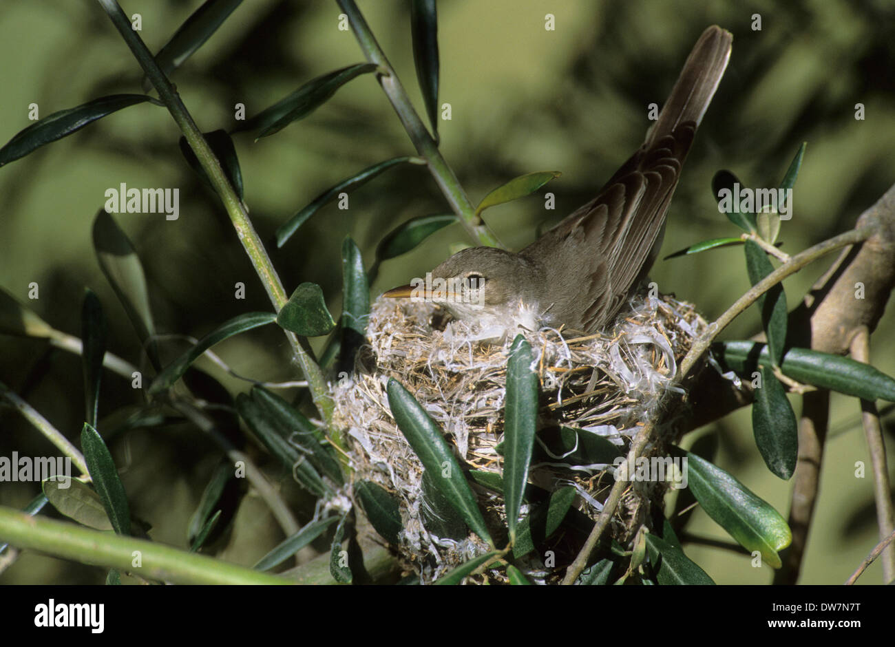 OLIVETREE WARBLER (Hippolais olivetorum) adult female sitting on nest