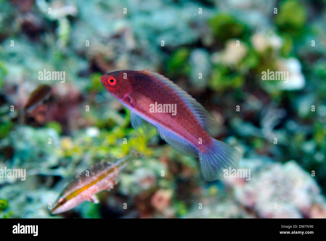 Yellowband wrasse, Labridae, Cirrhilabrus sp., Pohnpei, Federated States of Micronesia, North Pacific Stock Photo