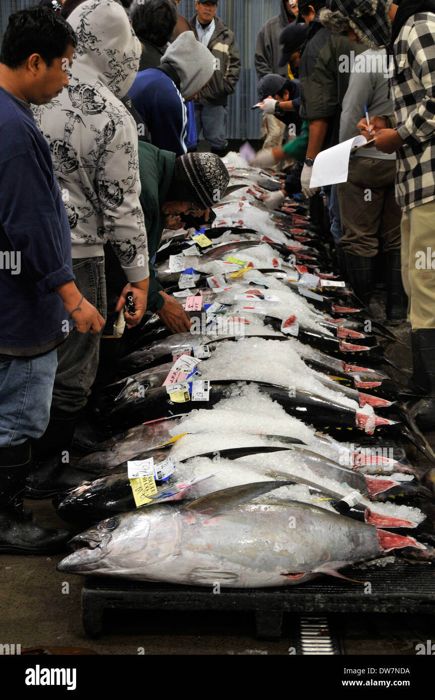 Buyers observe yellowfin tunas, Thunnus albacares, laying down in the floor for auction in the Honolulu fish market, Hawaii Stock Photo