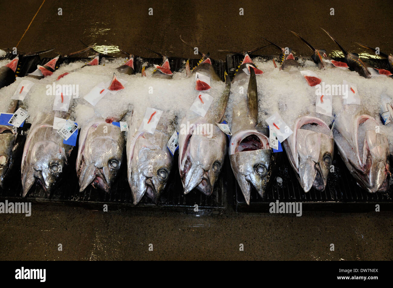 Yellowfin tunas or ahi, Thunnus albacares, covered on ice for auction in the Honolulu fish