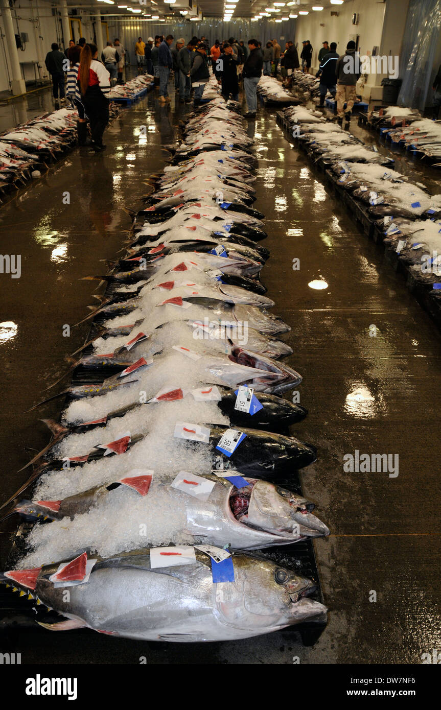 Yellowfin tunas or ahi, Thunnus albacares, covered on ice and laid down for auction at the Honolulu fish market, Oahu, Hawaii Stock Photo