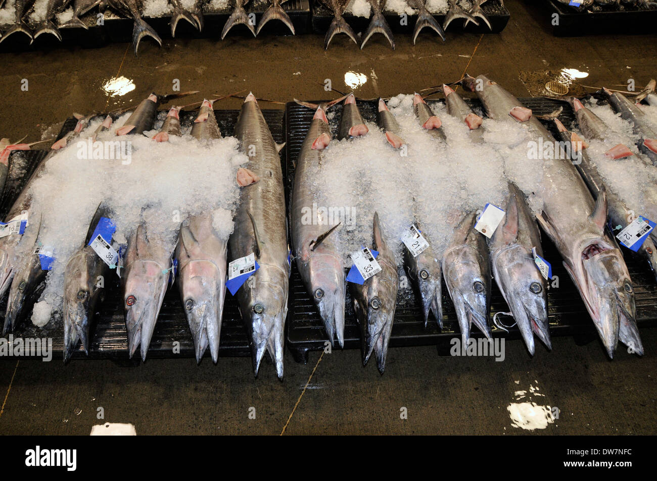 Wahoos or Ono, Acanthocybium solandri, covered on ice and laid down in