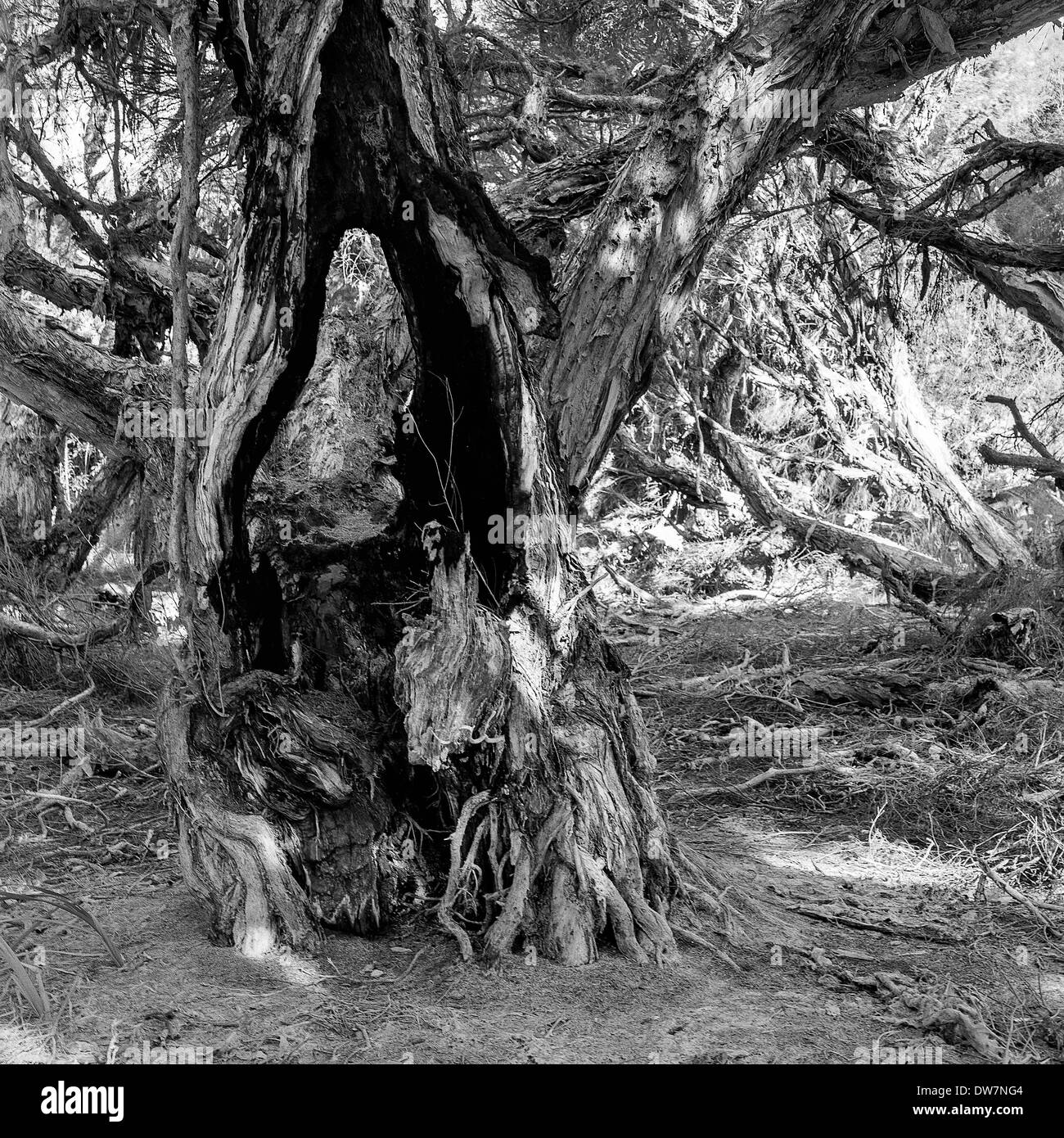 Trees and vegetation in Star Swamp Nature Reserve, Perth, Western