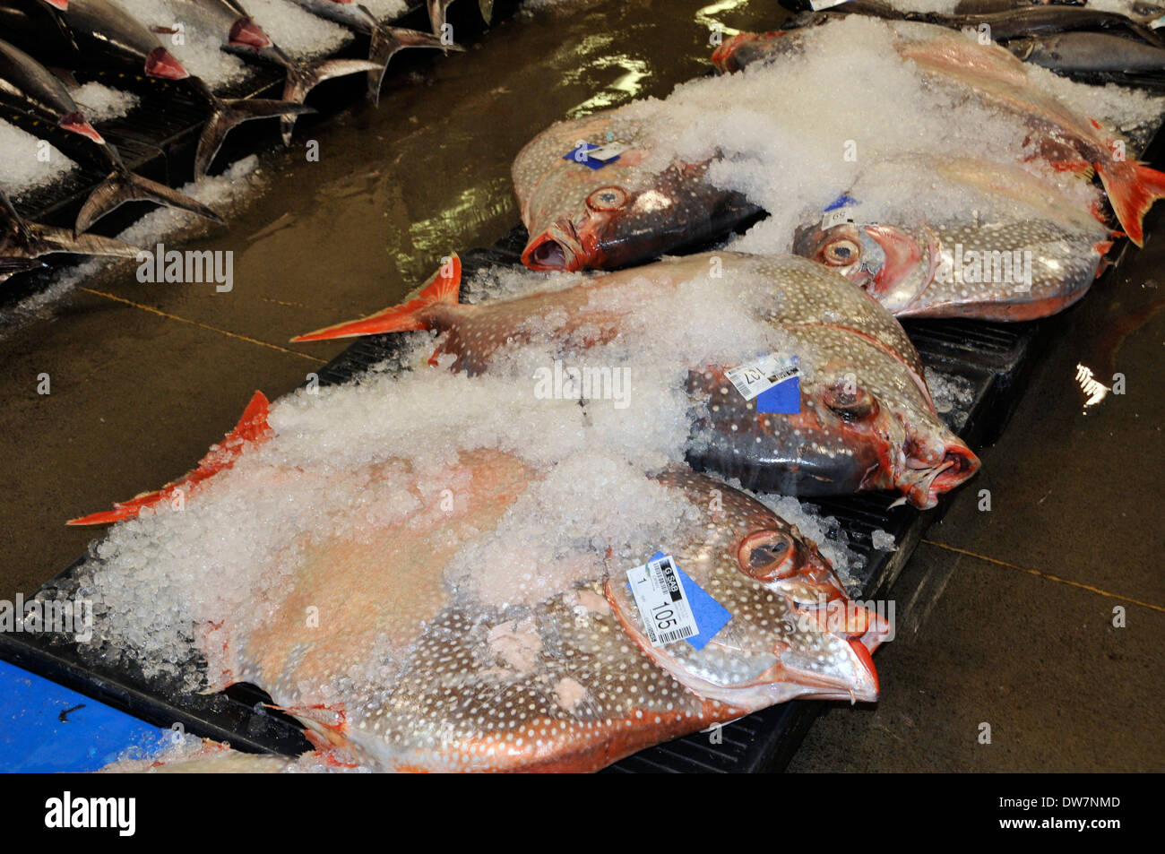 Dead moonfish, sunfish or opah, Lampris regius, wait on ice for auction at the Honolulu fish market, Oahu, Hawaii, USA Stock Photo