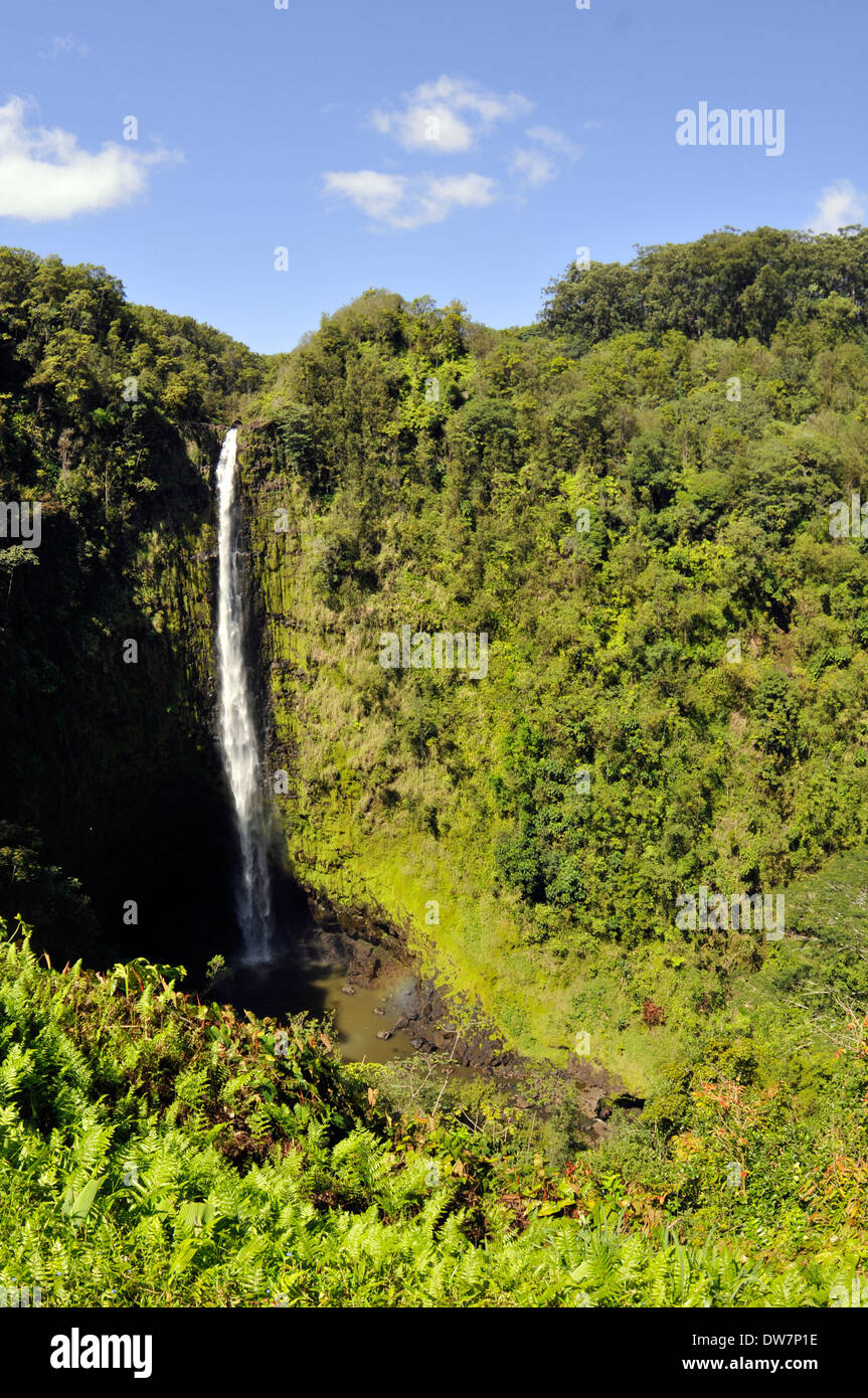 Akaka Falls in the Akaka Falls State Park, Big Island, Hawaii, USA Stock Photo