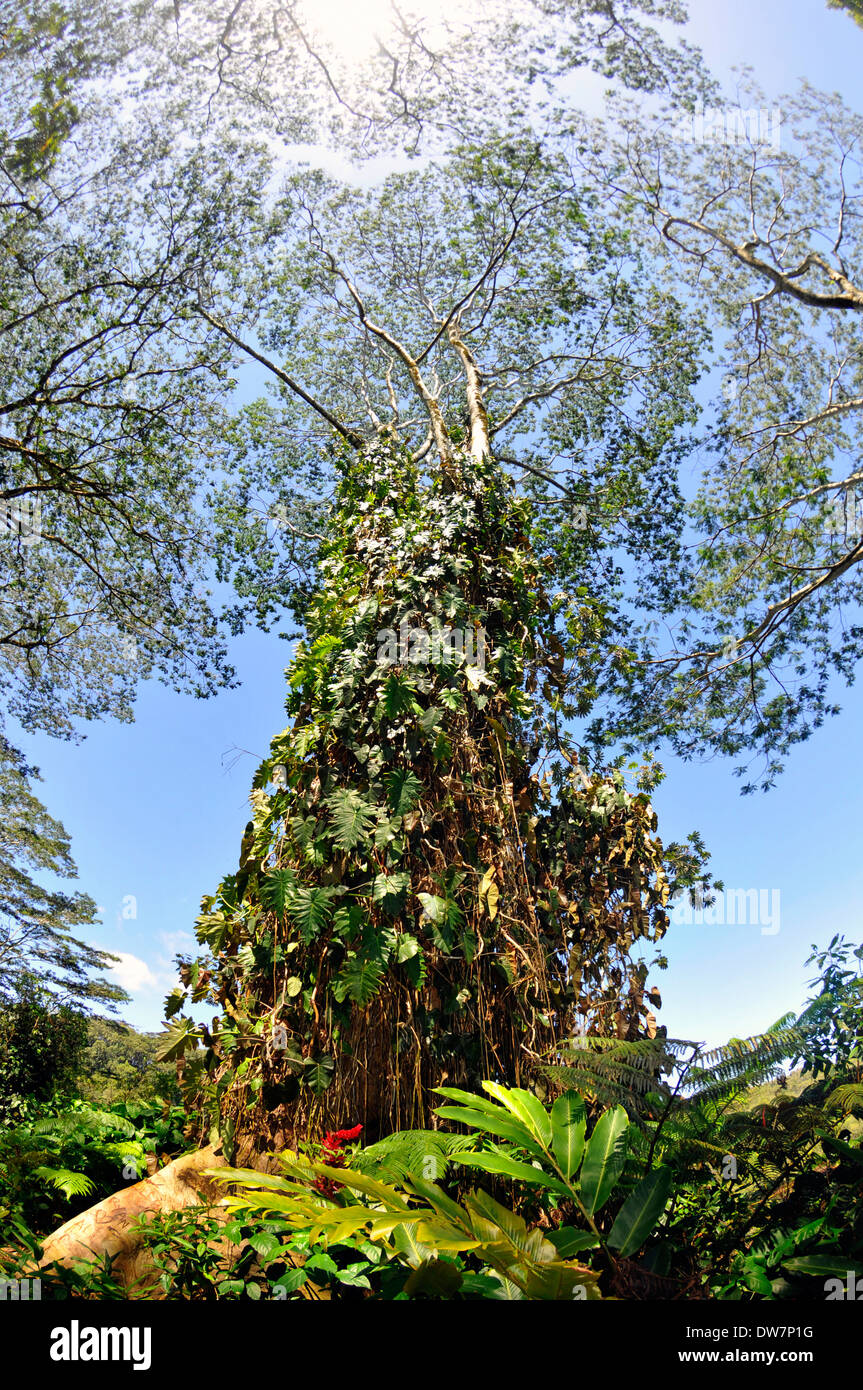 Tropical tree in the Akaka Falls State Park, Big Island, Hawaii, USA Stock Photo