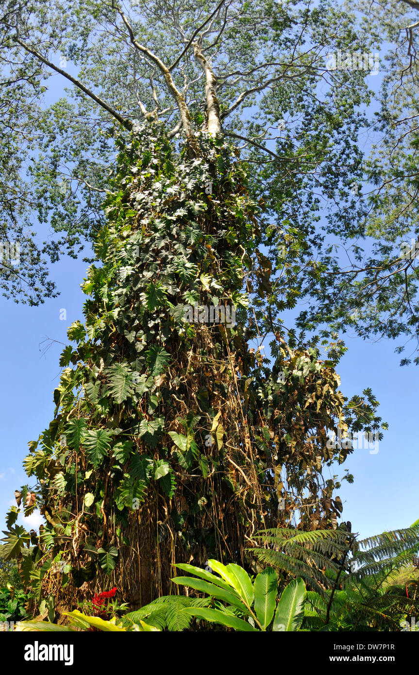 Tropical tree in the Akaka Falls State Park, Big Island, Hawaii, USA Stock Photo