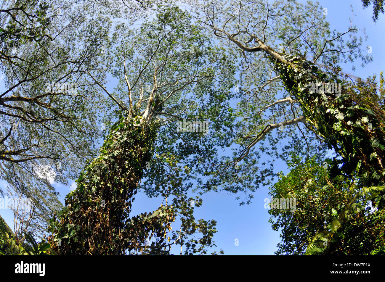 Tropical trees in the Akaka Falls State Park, Big Island, Hawaii, USA Stock Photo