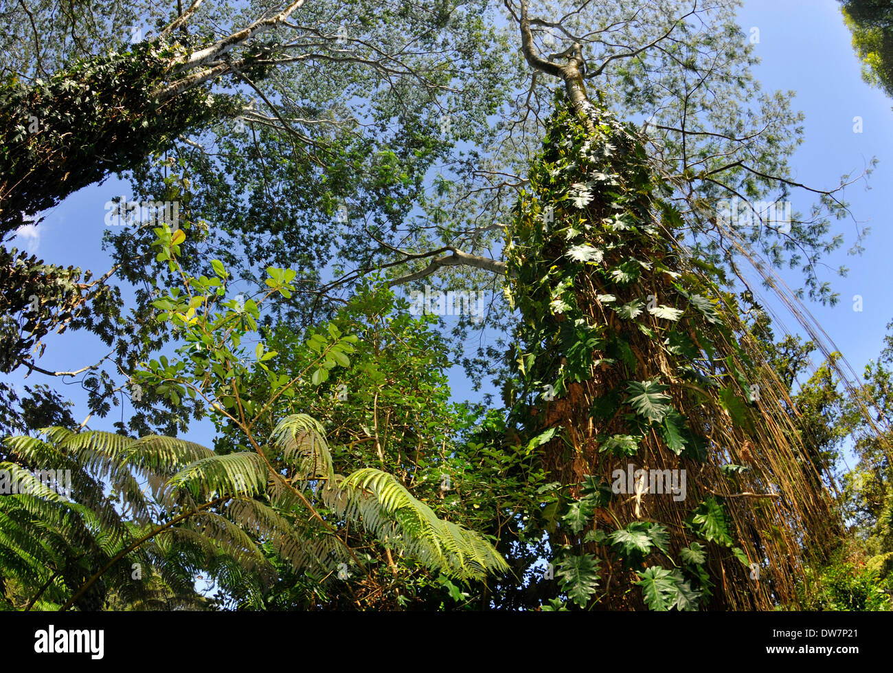 Tropical trees in the Akaka Falls State Park, Big Island, Hawaii, USA Stock Photo