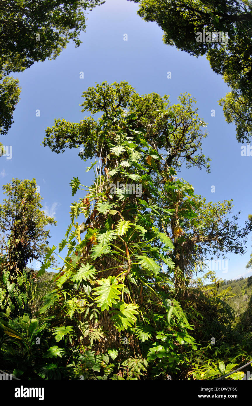 Tropical tree engulfed by an Araceae tree, Philodendron lacerum, in the Akaka Falls State Park, Big Island, Hawaii, USA Stock Photo