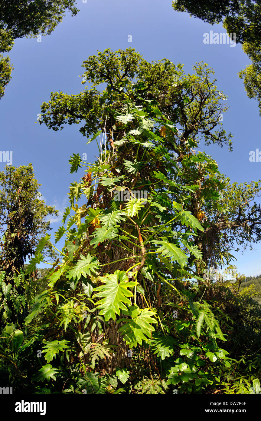 Tropical tree engulfed by an Araceae tree, Philodendron lacerum, in the Akaka Falls State Park, Big Island, Hawaii, USA Stock Photo