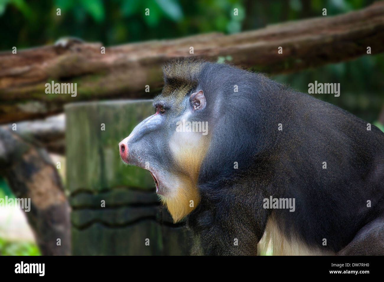 Male Mandrill Baboon Primate Calling Out Portrait Stock Photo