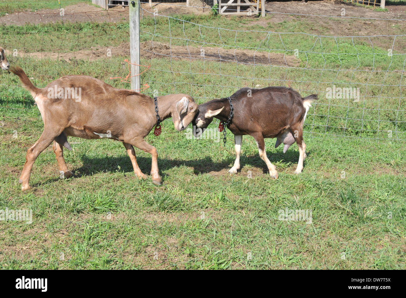 Dairy Goat Mixed Breed Stock Photo Alamy