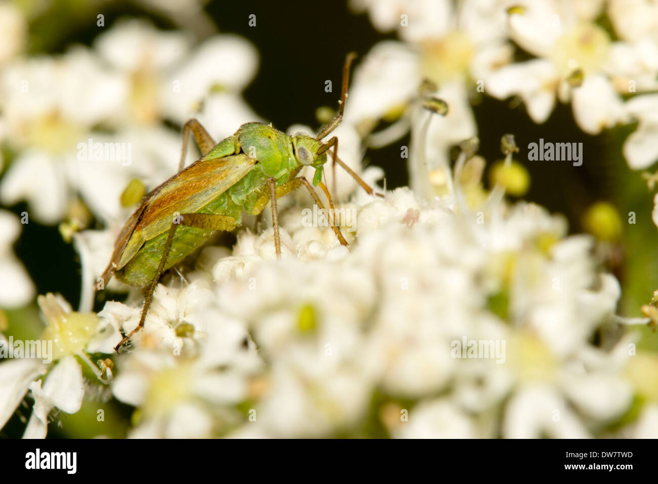 Potato bug hires stock photography and images Alamy
