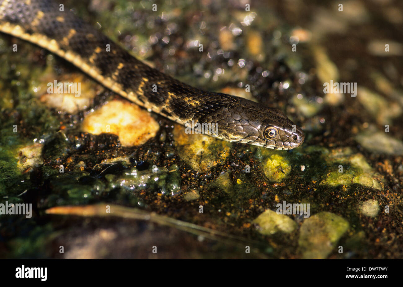 Dice snake hi-res stock photography and images - Alamy