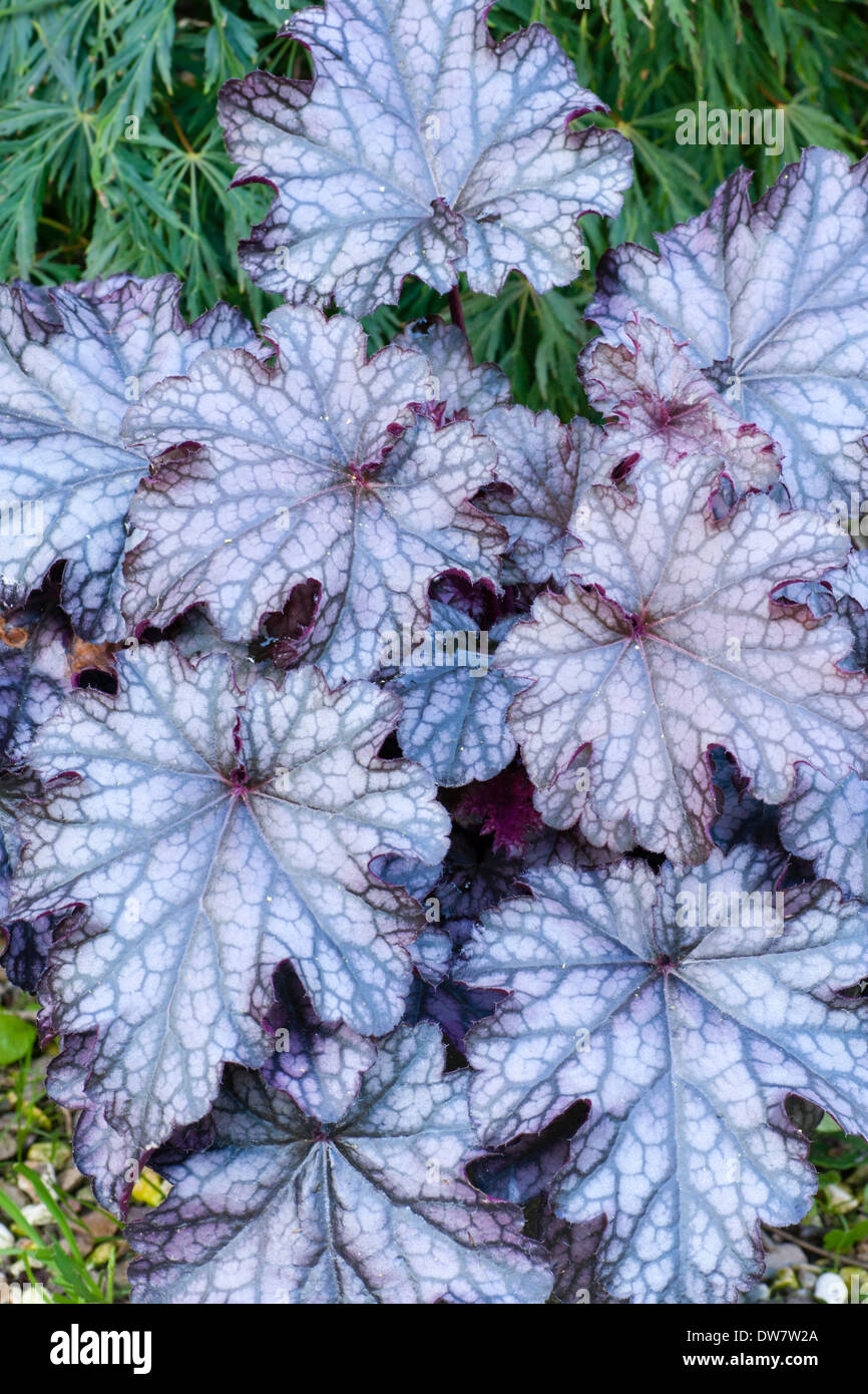 Attractive foliage colour of the Heuchera hybrid 'Blackberry Ice' Stock Photo