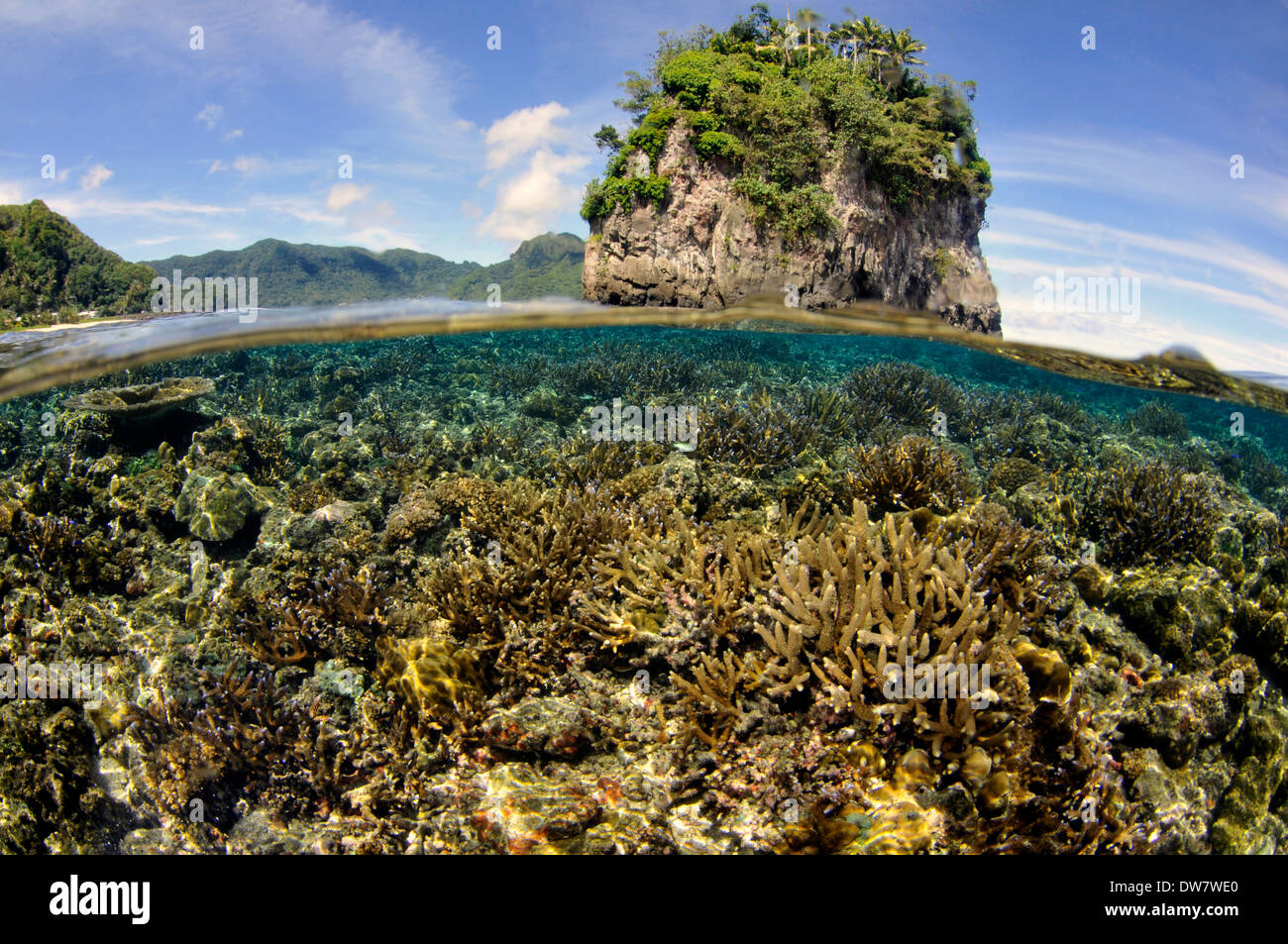 Shallow coral reef with several Acropora species, Fagaalu Bay and flower-pot rock, Pago Pago, Tutuila Island, American Samoa Stock Photo