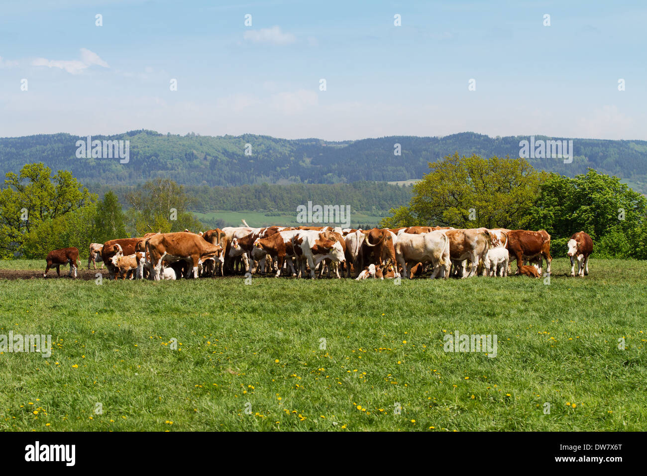 Brown and white dairy cows in pasture Stock Photo - Alamy