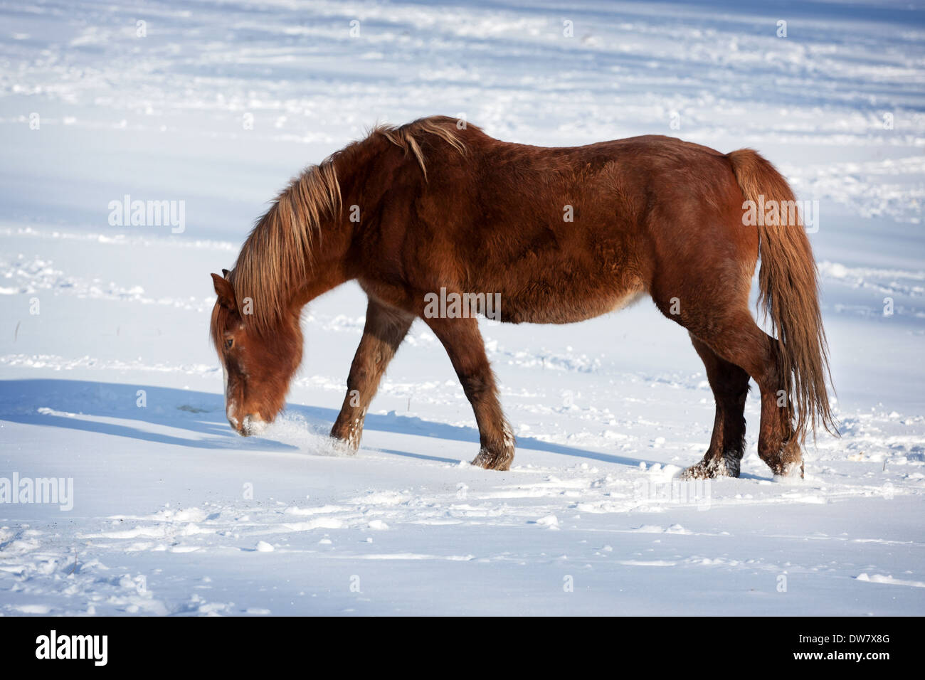 Shire horse in winter hi-res stock photography and images - Alamy