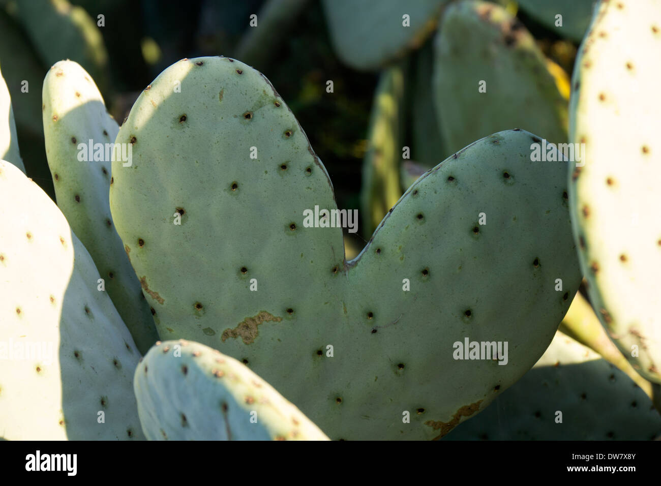 Heart shaped cacti, Petaluma, California, USA, North America. Stock Photo