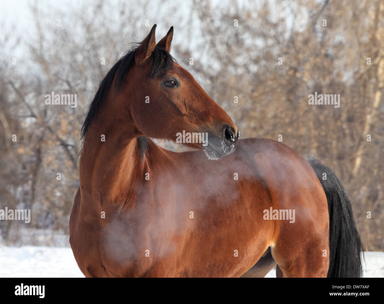 Hot breath of a young trakehner horse in winter day Stock Photo