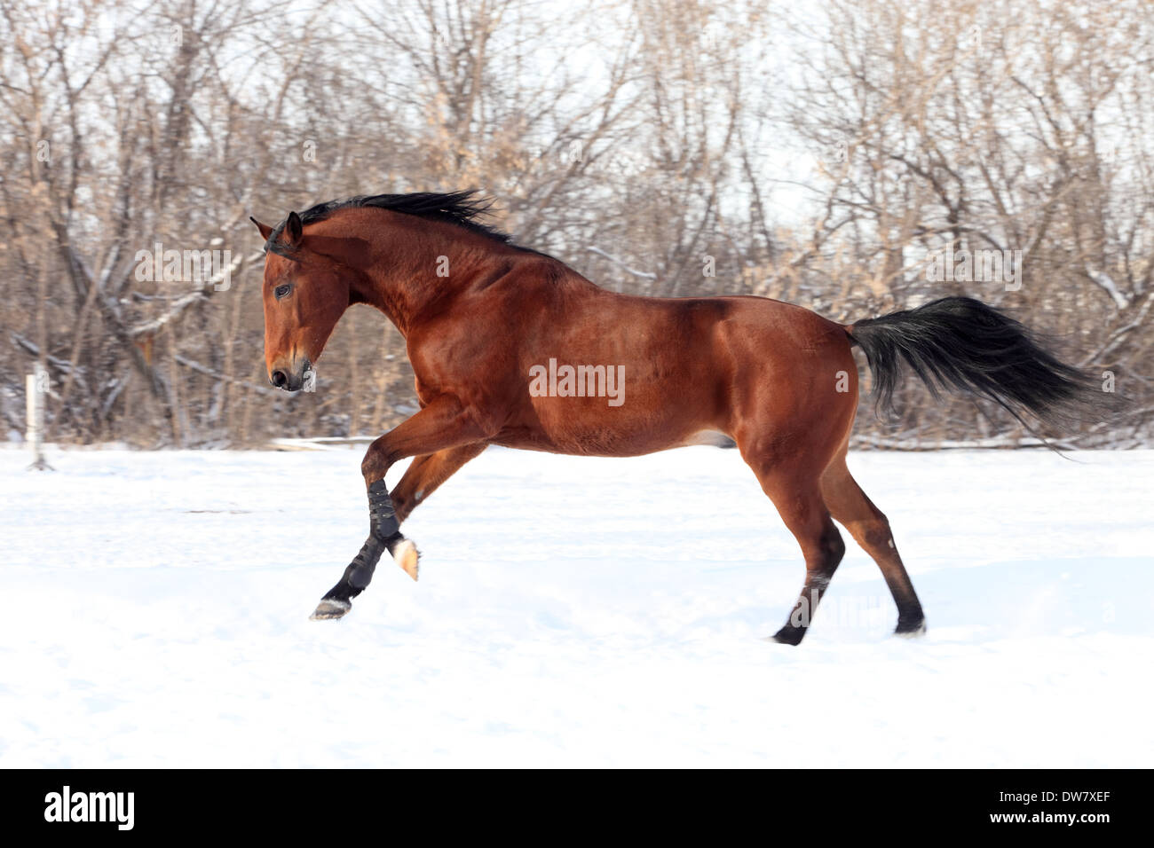 Trakehner stallion galloping across a snowfield Stock Photo