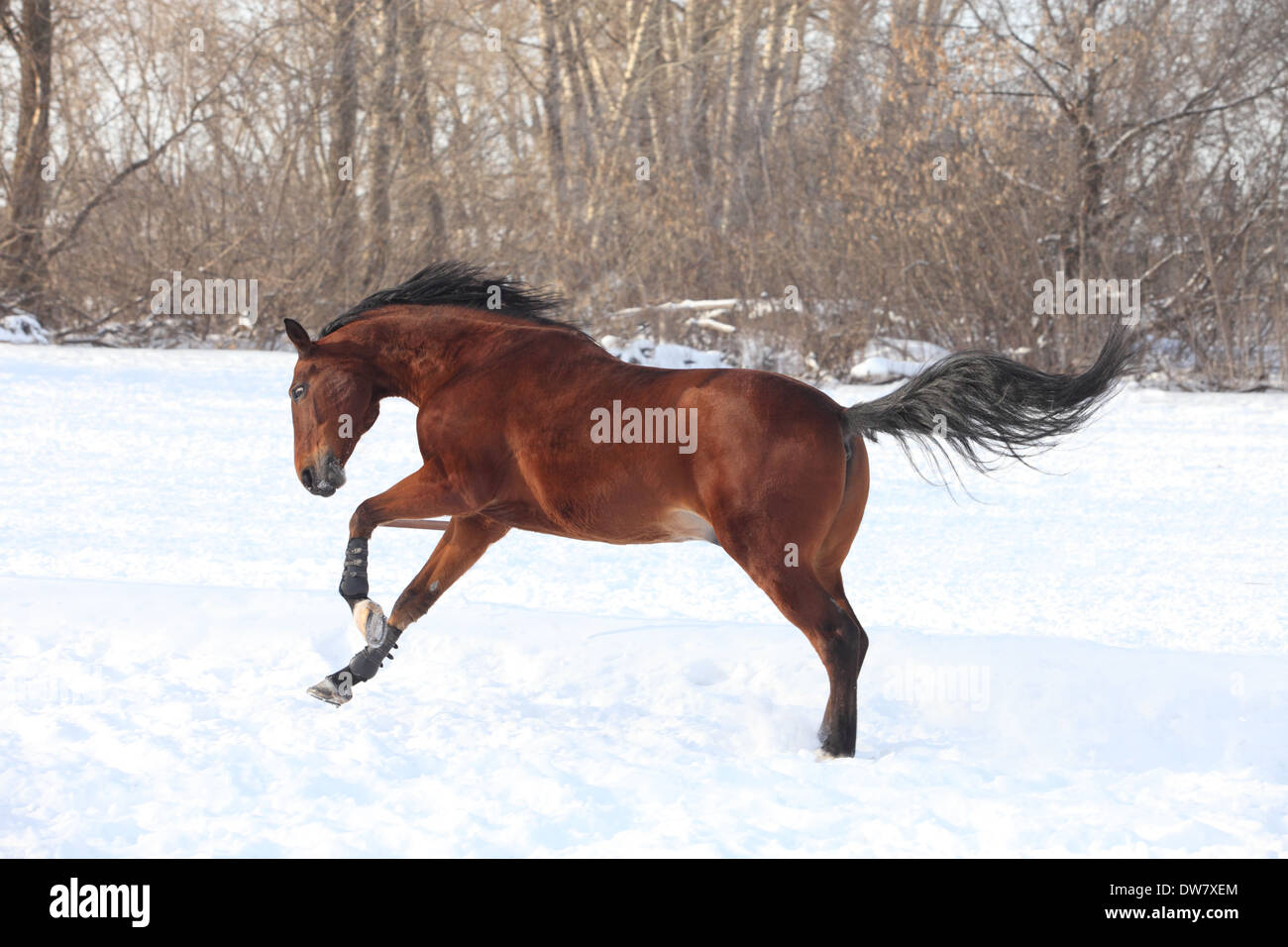 Trakehner stallion galloping across a snowfield Stock Photo