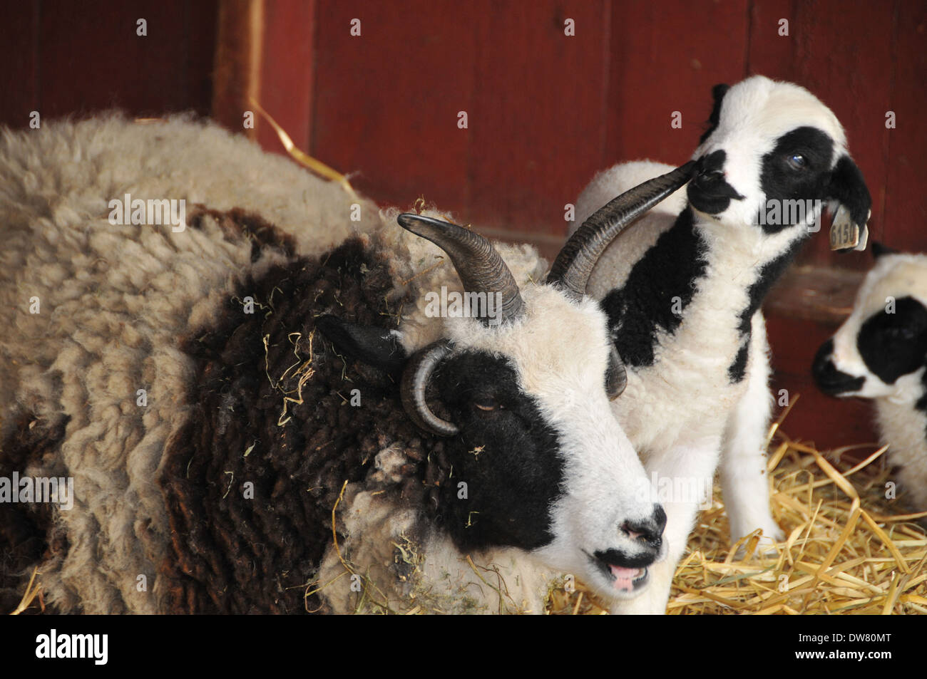 Sheep, goats, lamb Stock Photo Alamy