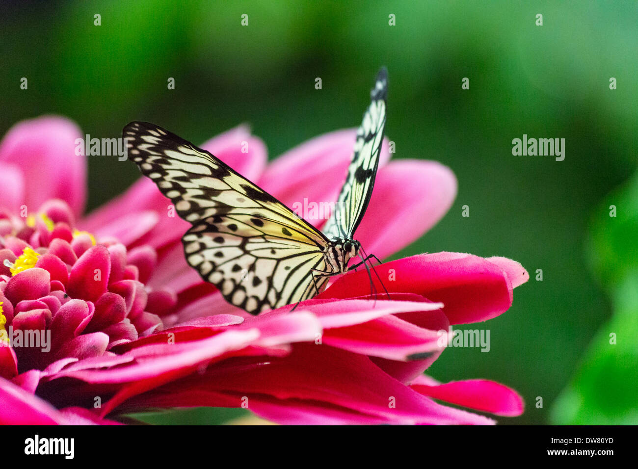 A beautiful butterfly poised on pink flowers Stock Photo - Alamy