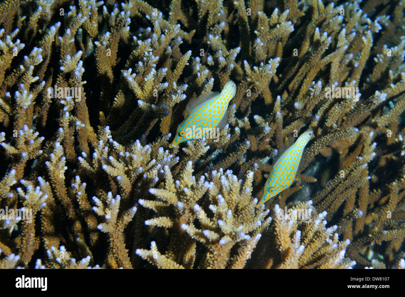 Two longnose filefish, Oxymonacanthus longirostris, over an Acropora sp. coral, Fagaalu Bay, Tutuila Island, American Samoa Stock Photo