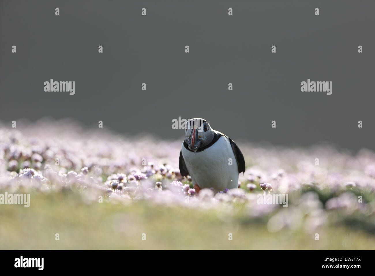 Puffin in thrift on Fair Isle Stock Photo